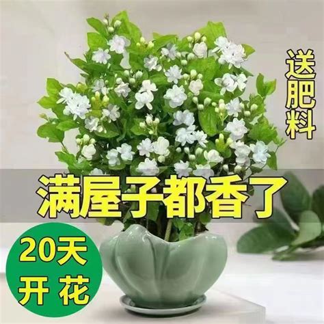 茉莉花盆栽照顧|茉莉花照顧